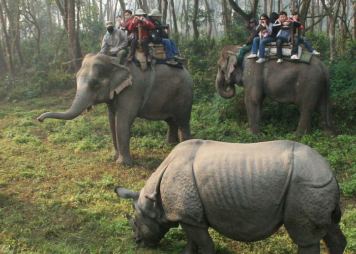 Jungle Safari Nepal